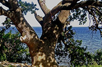 экскурсия в дубовку из волжского. Фото 2